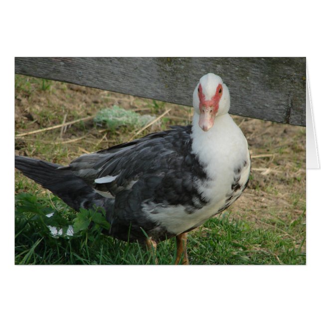 Muscovy Hen Hälsningskort (Framsidan Horizontal)