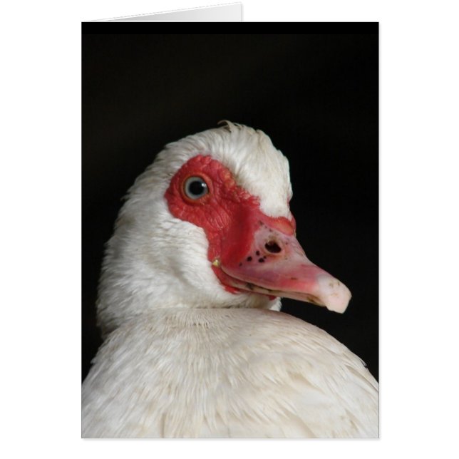Muscovy Hen Hälsningskort (Framsidan)