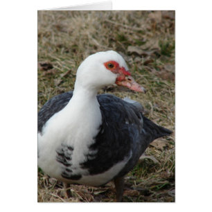 Muscovy Hen Hälsningskort