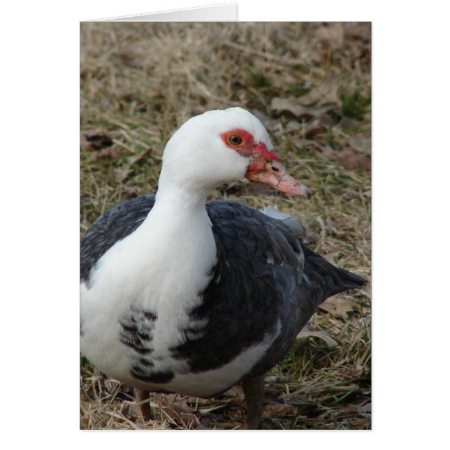 Muscovy Hen Hälsningskort (Framsidan)