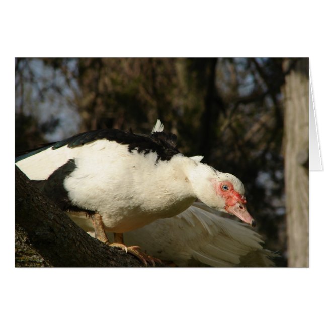 Muscovy Hen i Träd Hälsningskort (Framsidan Horizontal)
