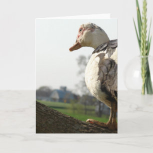 Muscovy Hen i Träd Kort
