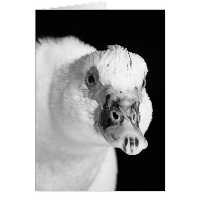 Muscovy Hen in Black and White Hälsningskort (Framsidan)