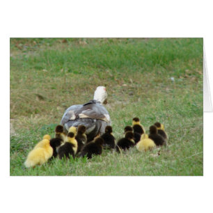 Muscovy Hen Leading Ducklings Hälsningskort