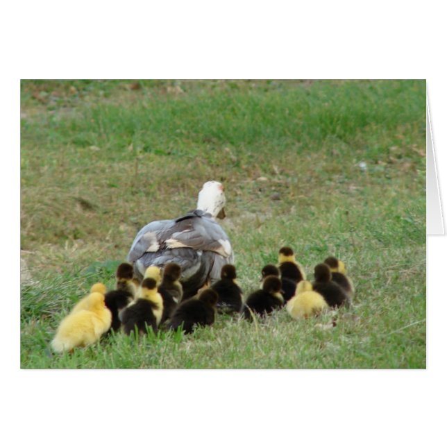 Muscovy Hen Leading Ducklings Hälsningskort (Framsidan Horizontal)