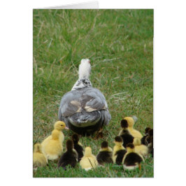 Muscovy Hen Leading Ducklings Hälsningskort