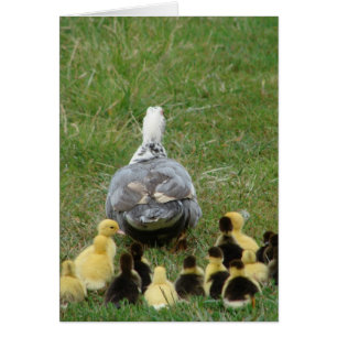 Muscovy Hen Leading Ducklings Hälsningskort