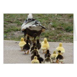 Muscovy Hen Leading Ducklings Hälsningskort