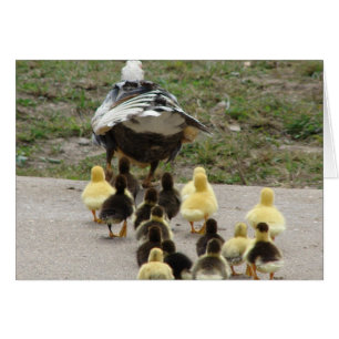 Muscovy Hen Leading Ducklings Hälsningskort