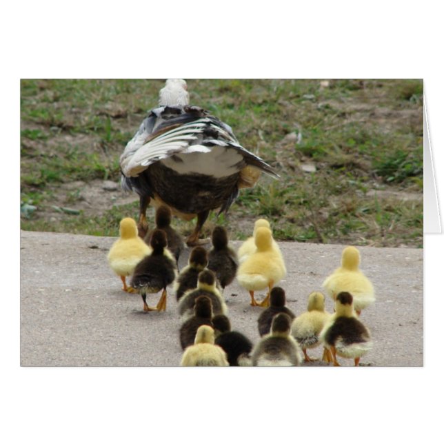 Muscovy Hen Leading Ducklings Hälsningskort (Framsidan Horizontal)