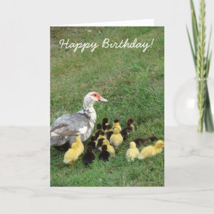 Muscovy Hen med Ducklings, Grattis på födelsedagen Kort