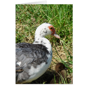 Muscovy Hen och Duckling Hälsningskort