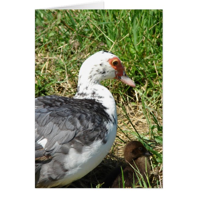 Muscovy Hen och Duckling Hälsningskort (Framsidan)