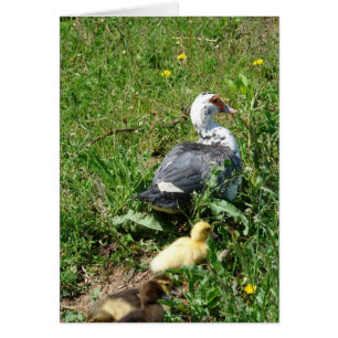 Muscovy Hen och Ducklings Hälsningskort