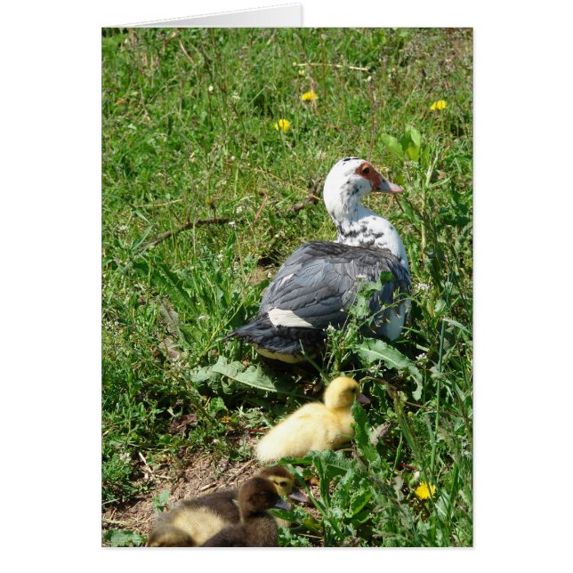 Muscovy Hen och Ducklings Hälsningskort (Framsidan)