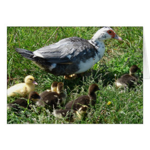 Muscovy Hen och Ducklings Hälsningskort