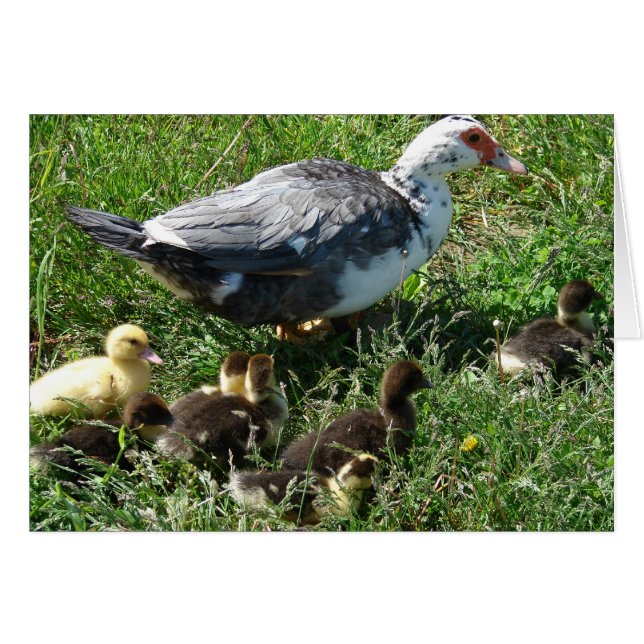 Muscovy Hen och Ducklings Hälsningskort (Framsidan Horizontal)