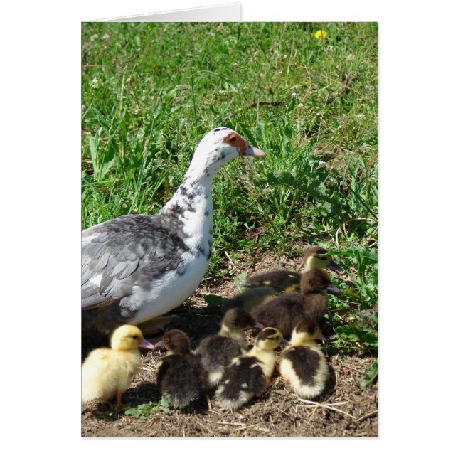 Muscovy Hen och Ducklings Hälsningskort (Framsidan)