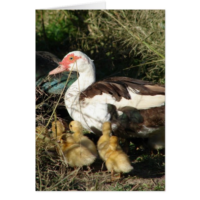 Muscovy Hen och Ducklings Hälsningskort (Framsidan)