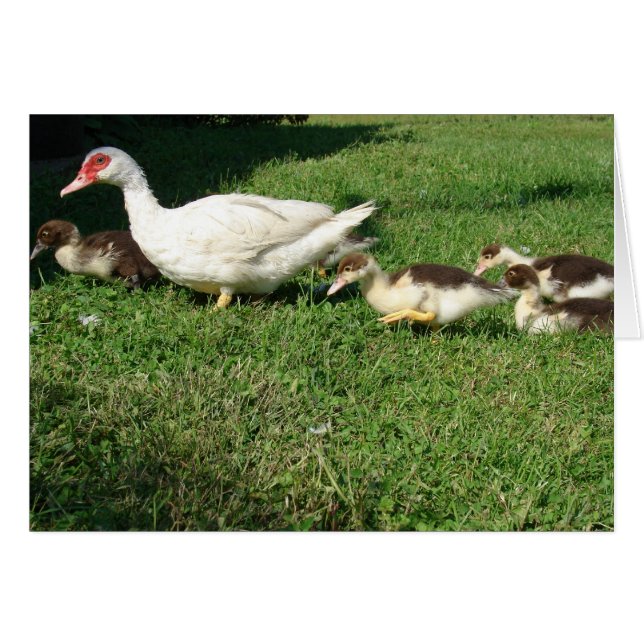 Muscovy Hen och Ducklings Hälsningskort (Framsidan Horizontal)