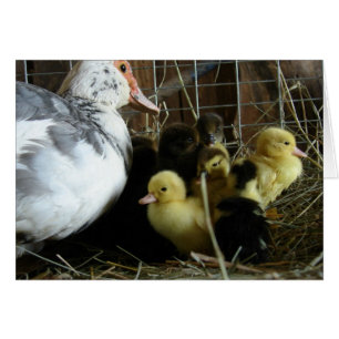 Muscovy Hen och Ducklings Hälsningskort