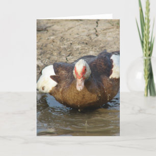 Muscovy Hen spelar i Puddle Kort
