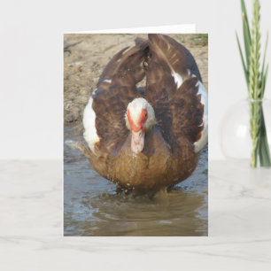 Muscovy Hen spelar i Puddle Kort