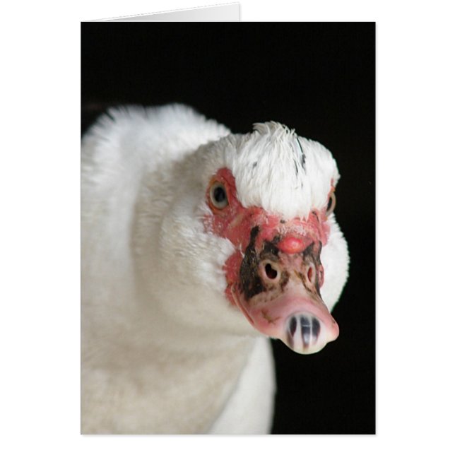 Muscovy Hen Stare Down Hälsningskort (Framsidan)