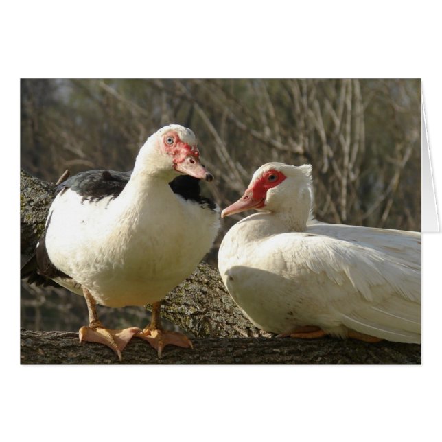 Muscovy Hens Hälsningskort (Framsidan Horizontal)