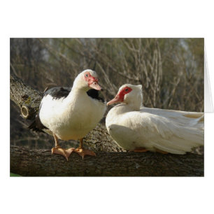 Muscovy Hens i Träd Hälsningskort