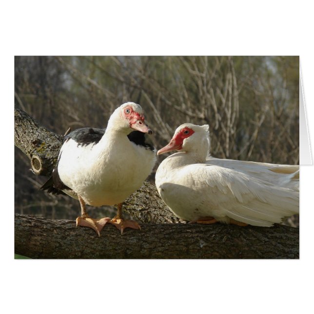 Muscovy Hens i Träd Hälsningskort (Framsidan Horizontal)