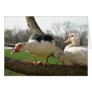 Muscovy Hens i Träd Hälsningskort