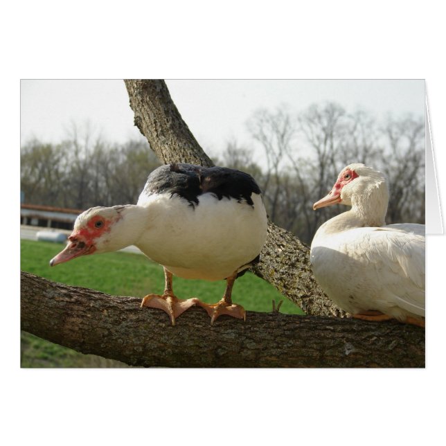 Muscovy Hens i Träd Hälsningskort (Framsidan Horizontal)