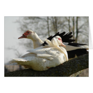Muscovy Hens i Träd Hälsningskort