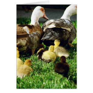 Muscovy Hens och Ducklings Hälsningskort