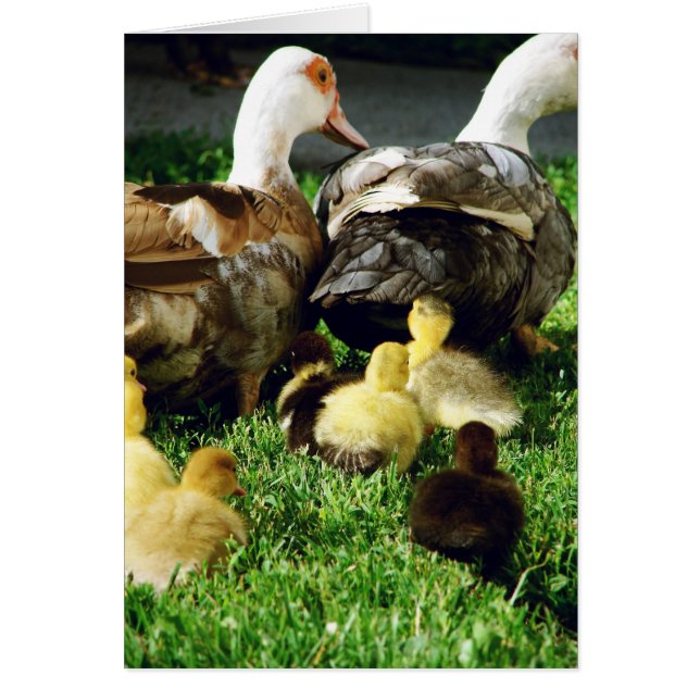 Muscovy Hens och Ducklings Hälsningskort (Framsidan)