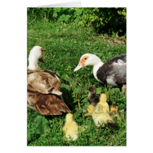 Muscovy Hens och Ducklings Hälsningskort