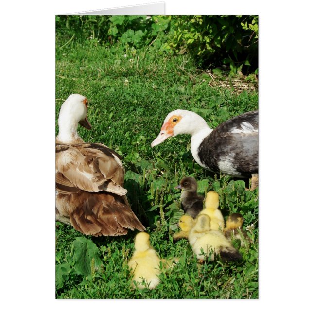 Muscovy Hens och Ducklings Hälsningskort (Framsidan)