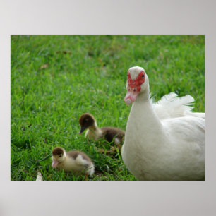 Muscovy höna och Ducklings Poster