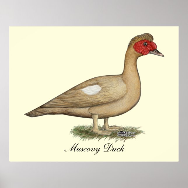 Muscovy Light Chocolate Drake Poster (Framsidan)