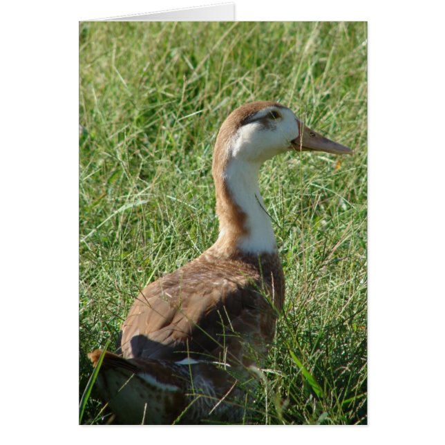 Muscovy Mule Anka Hälsningskort (Framsidan)