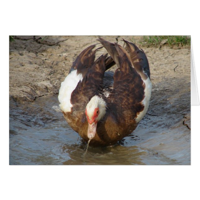 Muscovy som spelar i Puddle Hälsningskort (Framsidan Horizontal)