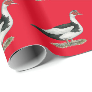 Muscovy svart Pied drake Presentpapper