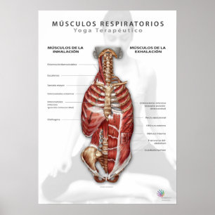 Músculos Respiratorios Poster