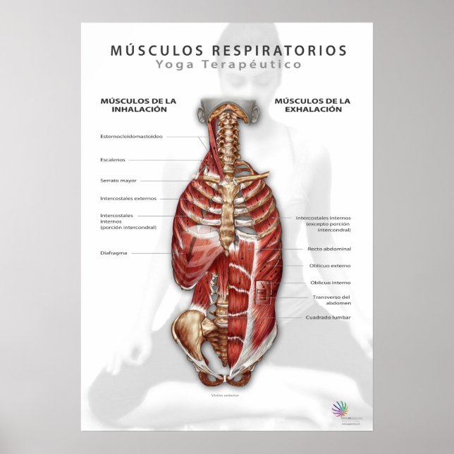 Músculos Respiratorios Poster (Framsidan)