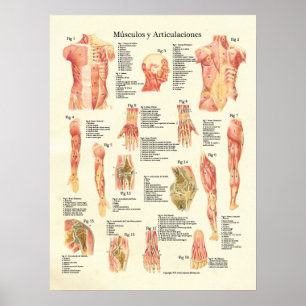 Músculos y Arulaciones Anatomia Spanska Poster