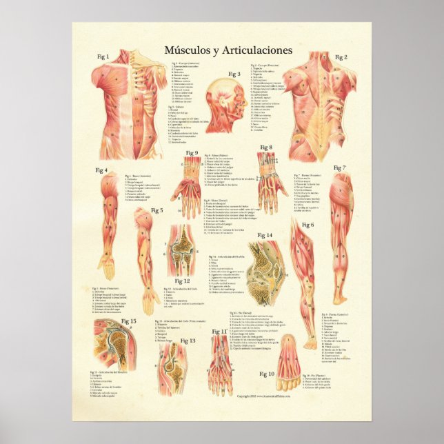 Músculos y Arulaciones Anatomia Spanska Poster (Framsidan)
