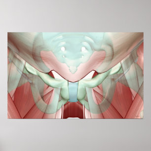 Musculoskeleton av bäckenet 2 poster