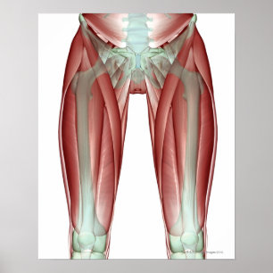 Musculoskeleton av den lägre limben poster
