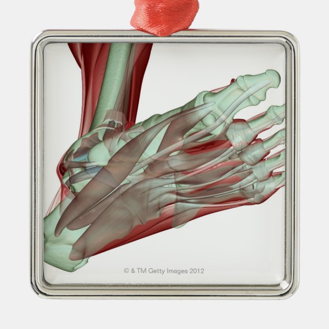 Musculoskeleton av foten 2 julgransprydnad metall (Framsidan)